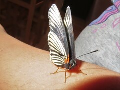 Chlosyne ehrenbergii