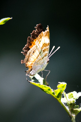 Junonia elgiva