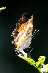 Junonia elgiva