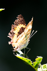 Junonia elgiva