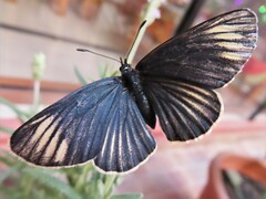 Chlosyne ehrenbergii