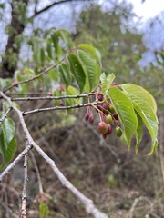 Magnoliopsida