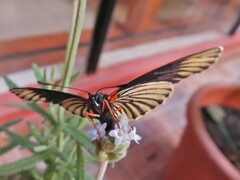 Chlosyne ehrenbergii