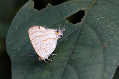 Hypolycaena philippus