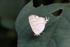 Hypolycaena philippus