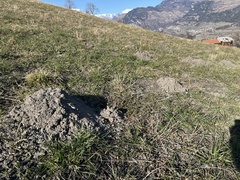 Talpa europaea
