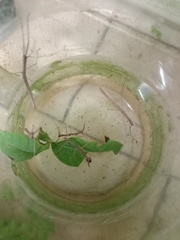 Phaenopharos khaoyaiensis