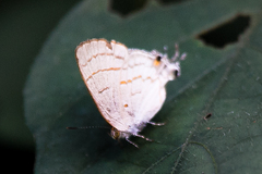 Hypolycaena philippus