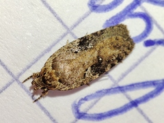 Agonopterix ocellana