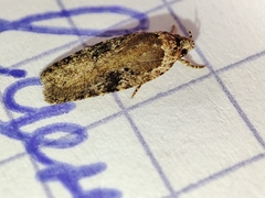 Agonopterix ocellana