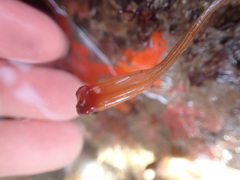 Styela montereyensis