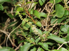 Deeringia amaranthoides