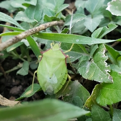 Chlorocoris distinctus