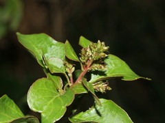 Deeringia amaranthoides