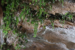 Pleopeltis polypodioides