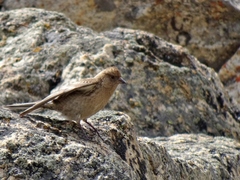 Leucosticte