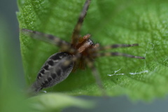 Agelenidae