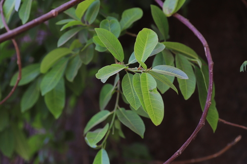 Common Wild Fig
