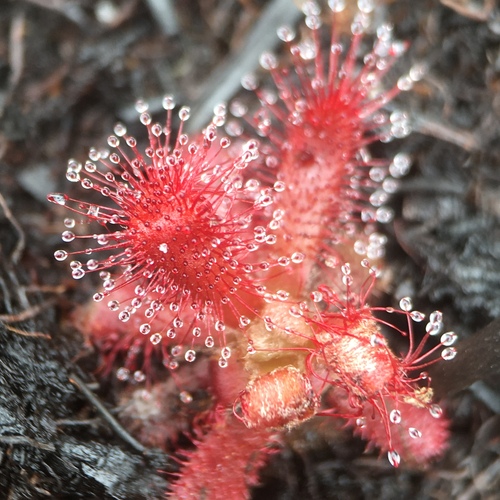 Drosera graomogolensis