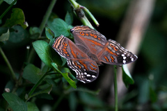 Junonia natalica natalica