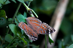 Junonia natalica natalica