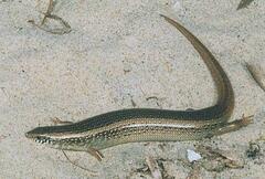 Chalcides ocellatus