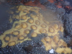 Polymastia pachymastia