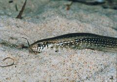 Chalcides ocellatus