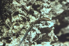 Cryptoblepharus africanus