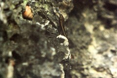 Cryptoblepharus africanus