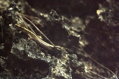 Cryptoblepharus africanus