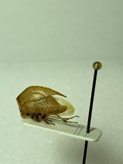 Stictocephala brevicornis