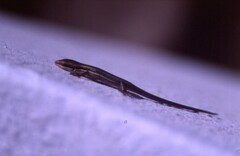 Trachylepis affinis
