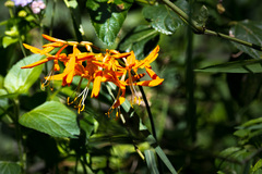 Crocosmia aurea
