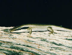 Trachylepis binotata