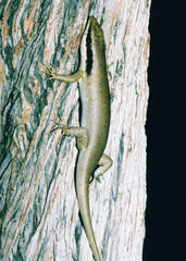 Trachylepis binotata