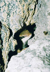 Trachylepis binotata