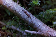 Trachylepis depressa