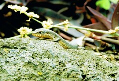 Trachylepis maculilabris