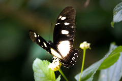 Papilio dardanus