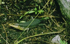 Trachylepis maculilabris