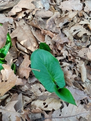 Arum maculatum