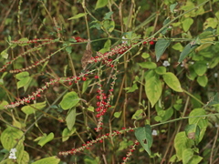 Deeringia amaranthoides