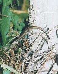 Trachylepis