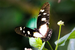 Papilio dardanus