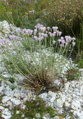 Jurinea stoechadifolia