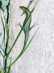 Trachylepis