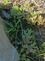 Hylotelephium maximum