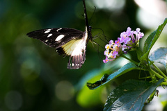 Papilio dardanus
