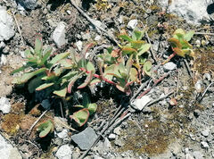 Hylotelephium maximum